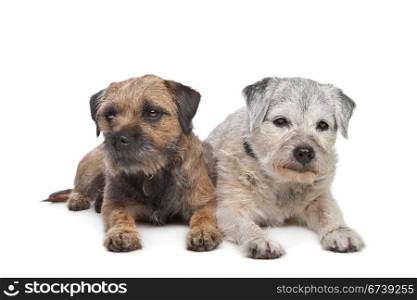 Old and Young border terrier dogs. Old and Young border terrier dogs in front of white background
