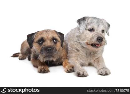 Old and Young border terrier dogs. Old and Young border terrier dogs in front of white background