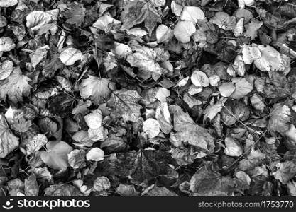 Old autumn leaves in black and white. Natural background.