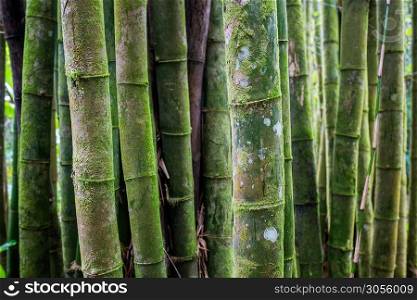 Old bamboo tree forest texture close up. Old bamboo tree forest texture