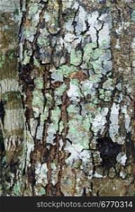 old bark texture