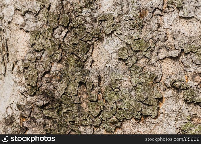Old Bark Tree texture background, Brown Tree trunk close up