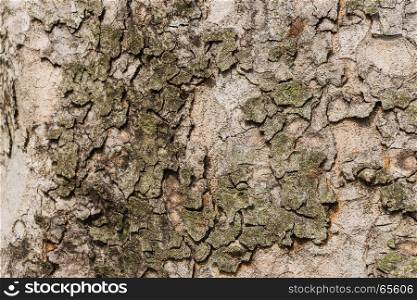 Old Bark Tree texture background, Brown Tree trunk close up