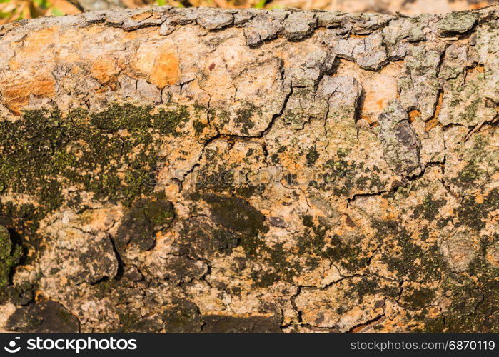 Old Bark Tree texture background, Brown Tree trunk close up