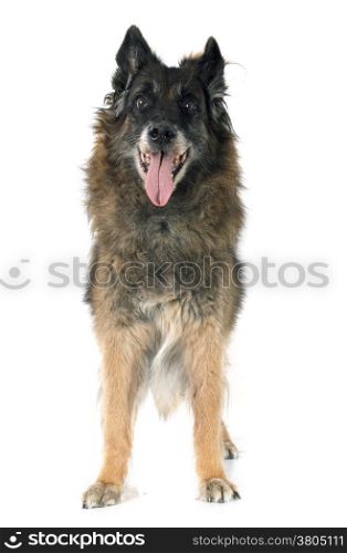 old belgian shepherd in front of white background