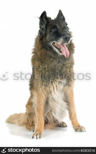 old belgian shepherd in front of white background