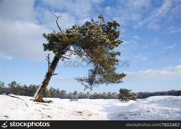 old bent pine tree in beautiful winter landscape with snow near Zeist in the Netherlands