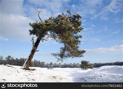 old bent pine tree in beautiful winter landscape with snow near Zeist in the Netherlands