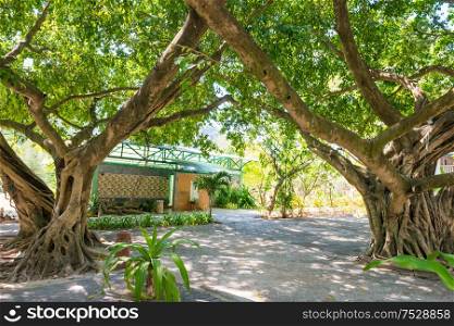 Old big banyan trees with aerial roots and green lush foliage in tropical park
