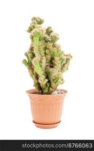 Old big cactus in a brown flowerpot isolated on a white background