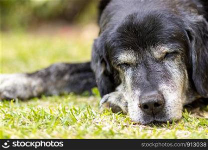 Old black Labrador Retriever sleeping