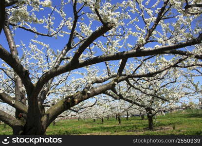 Old blooming apple trees in a spring orchard