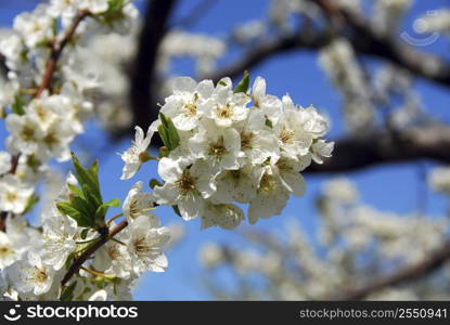 Old blooming apple trees in a spring orchard, closeup