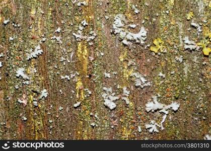 Old board with moss, lichen and fungus as background