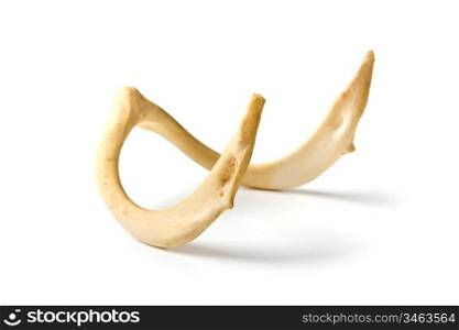 old bone of an animal isolated on a white background