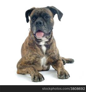 old boxer lying down in front of a white background