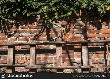 Old brick wall with ivy and wooden ladder