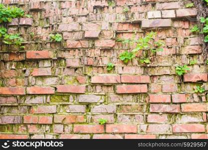 Old brick wall with plants