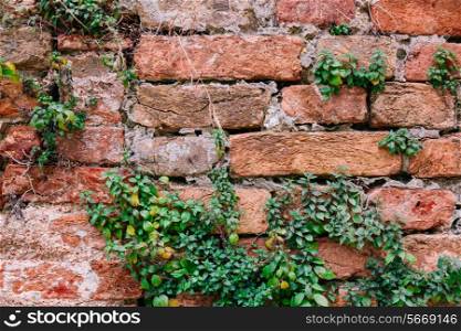 Old brick wall with plants and roots&#xA;