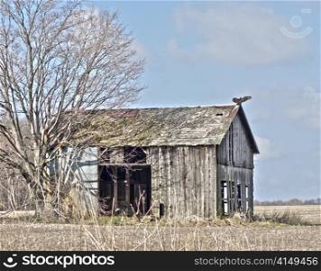 old broken barn with a turkey vulture on the roof