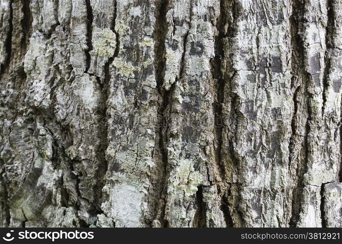 Old brown wood tree texture background pattern, bark texture
