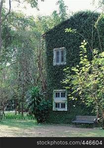 Old building house covered with green ivy plant, spring and natural concept