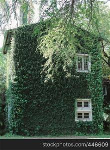 Old building house covered with green ivy plant, spring and natural concept