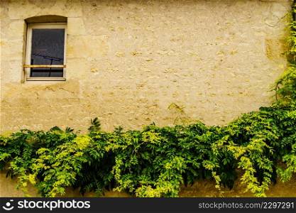 Old building window on stone wall with climbing green plant, architecture detail. Old building window on stone wall