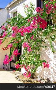 Old building with bougainvilla flowers in Portugal