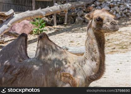 old camel resting