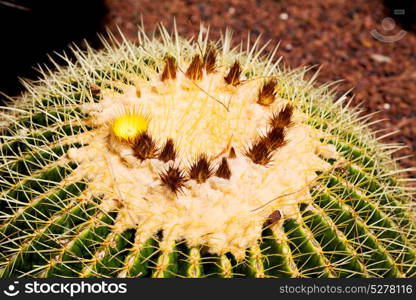 old casctus in turkey asia and arid background garden and green