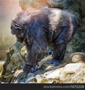 Old chimpanzee monkey walking in the national park / Pan troglodytes