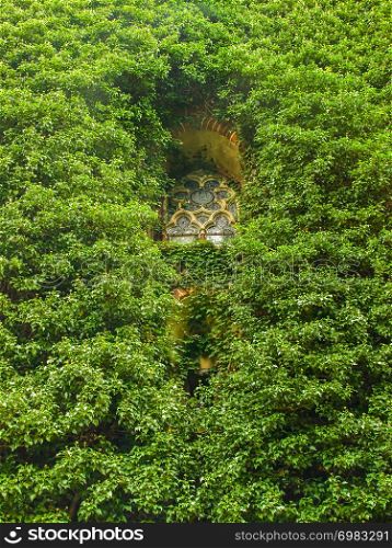 Old church window surrounded by creeping ivy plants
