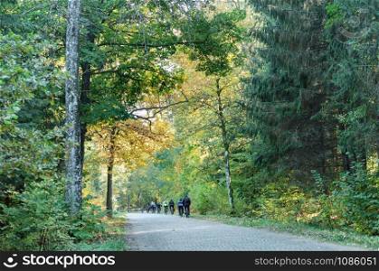 old cobblestone road in the forest, a group of cyclists in the autumn forest. a group of cyclists in the autumn forest, old cobblestone road in the forest