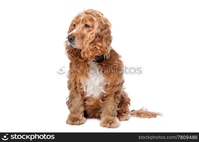 old Cocker Spaniel isolated on a white background