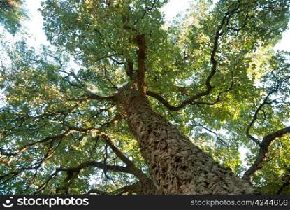 Old cork oak tree growing