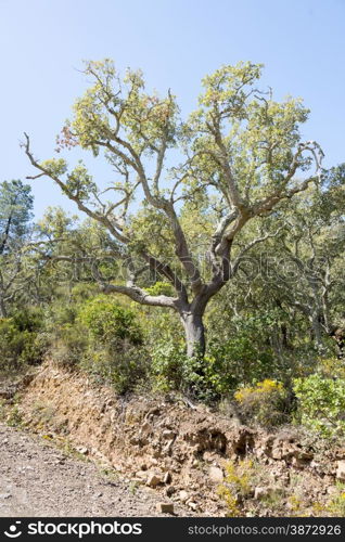 old cork tree in dry part of portugal the algarve