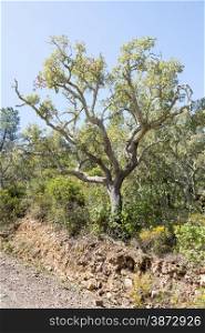 old cork tree in dry part of portugal the algarve