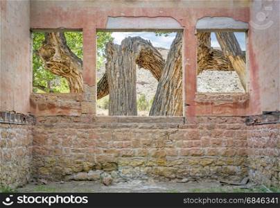 Old cottonwood tree in a desert canyon as seen through windows of a ruined ghost town building