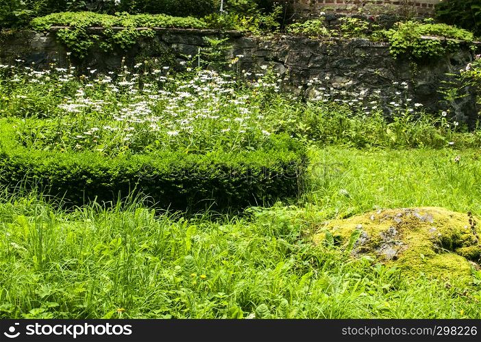 Old countryside house garden growing with vegetation closeup as natural background
