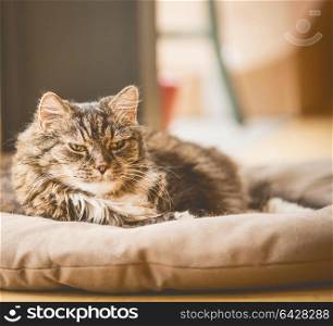 Old cray fluffy cat lies on litter on floor and looking at camera, cozy home scene