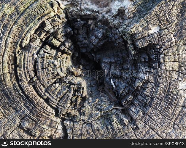 old cut tree