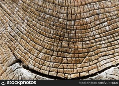 Old cut weathered wood texture with age rings background.