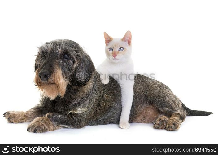 old dachshund and kitten in front of white background
