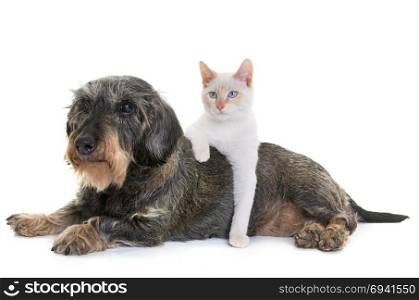 old dachshund and kitten in front of white background