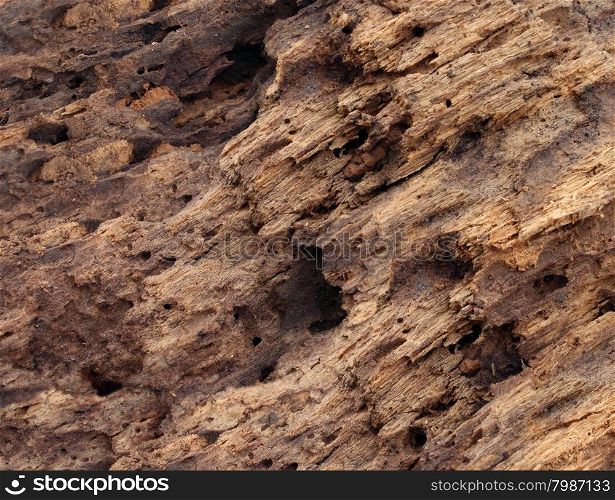 Old damaged wood as a symbol of aging decay or termite insect damage as a tree rotting with holes and tunnels weathered by natural elements inas a close up.