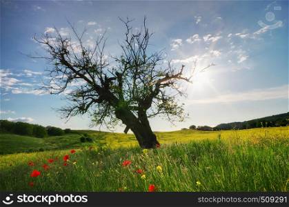 Old dead and dry tree in spring meadow. Nature composition.