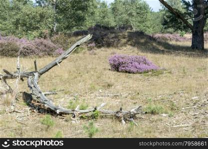 old dead tree branchon heath and green trees in holland nature hooge veluwe near the city of Kootwijk
