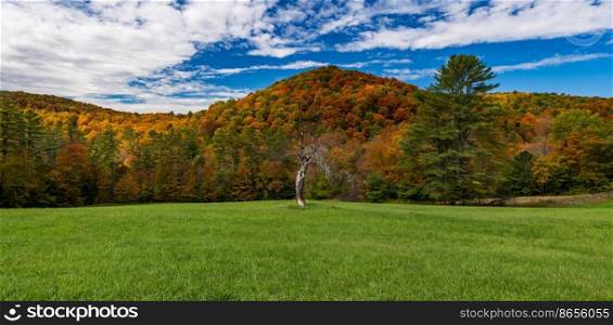 Old dead tree trunk contrasts with the colors of autumn on Cloudland Road in Vermont panorama. Old tree trunk contrasts with vibrant Vermont fall colors