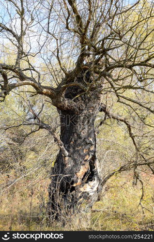 Old dead willow tree. Burnt tree bark. Old dead willow tree. Burnt tree bark.